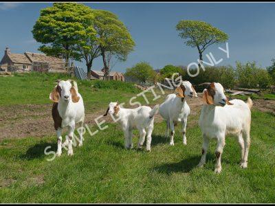 Eritrean Live Boer Goats