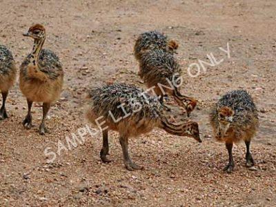 Eritrea Ostrich Chicks