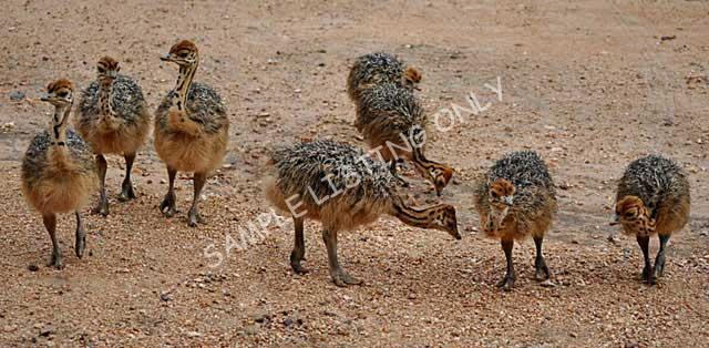 Eritrea Guinea Fowls