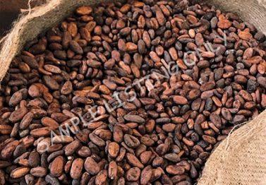 Eritrea Cocoa Beans