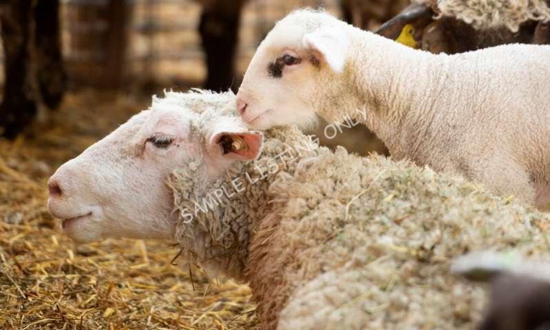 Healthy Eritrea Sheep