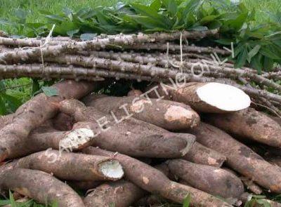 Fresh Eritrea Cassava