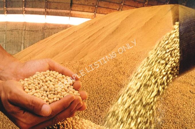 Fresh Dry Eritrea Soya Beans