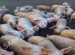 Eritrea Healthy Pigs
