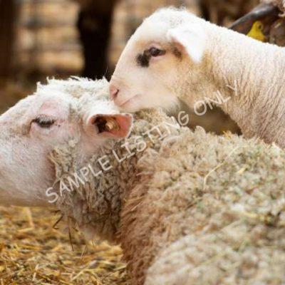 Healthy Eritrea Sheep