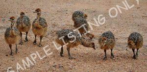 Eritrea Guinea Fowls